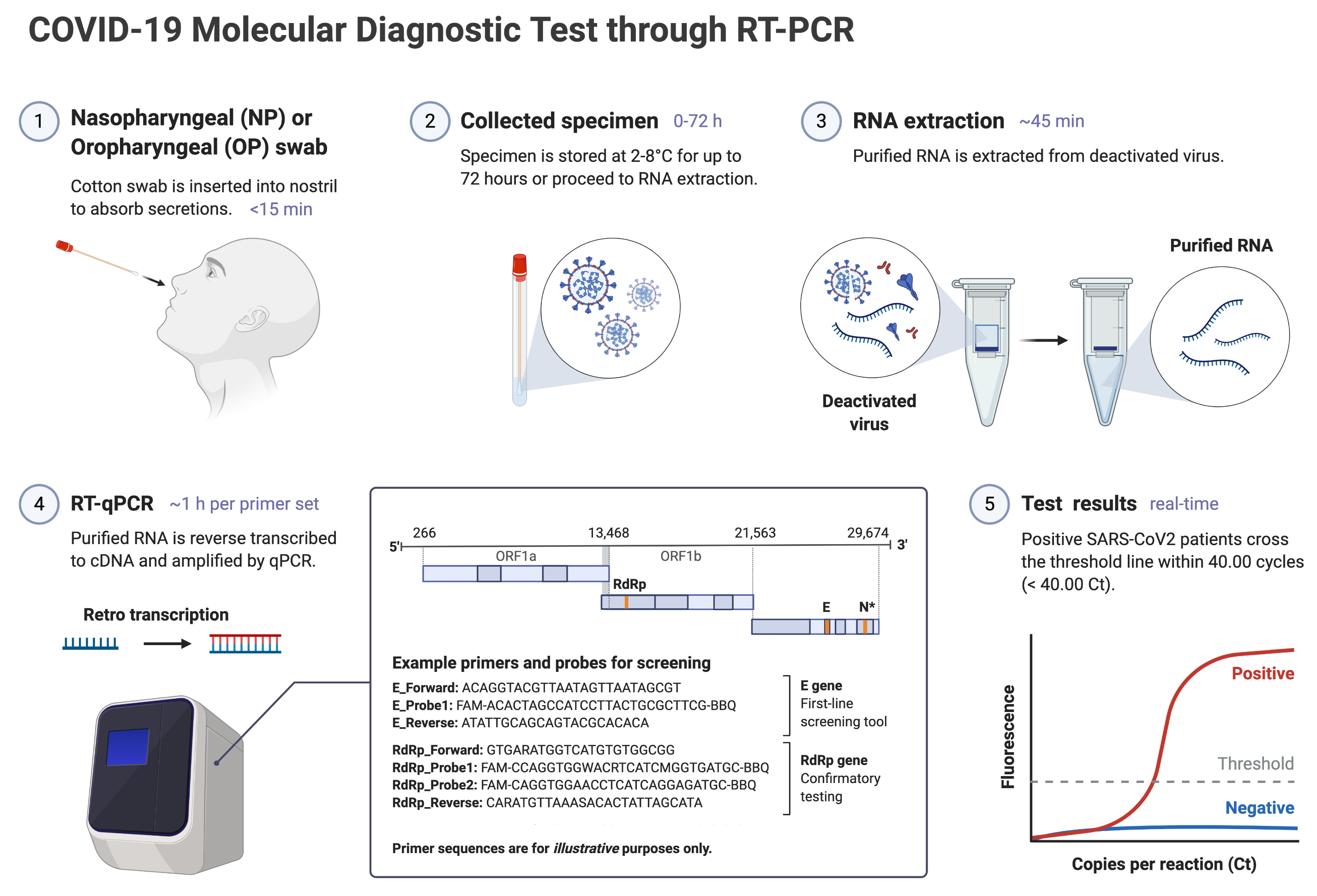 COVID-19 Molecular Diagnostic through RT-PCR