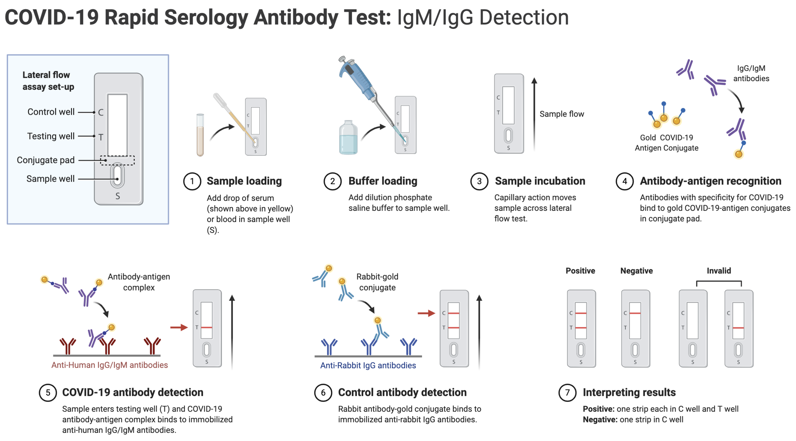 COVID-19 Rapid Serology Antibody Test: IgM/IgG Detection